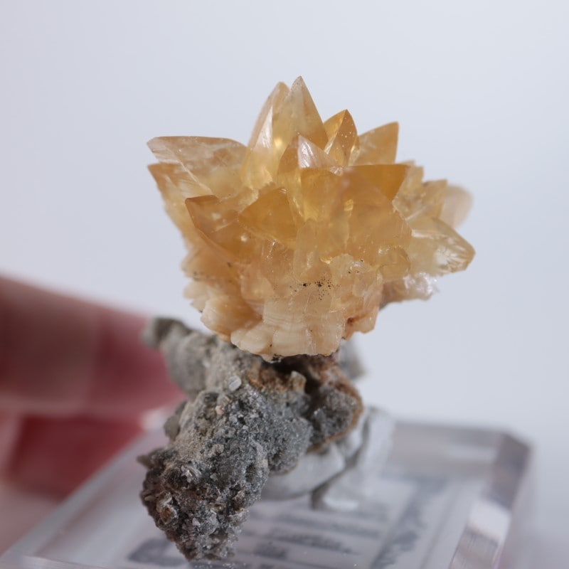 レア カルサイト 貝化石 鉱物 原石 オブジェ 置物 アンティーク 標本 博物館 レア カルサイト 貝化石 鉱物 原石 オブジェ 置物 アンティーク 標本