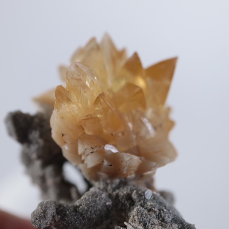 アメリカ産 貝化石カルサイト | 鉱物標本,カ行,カルサイト/方解石