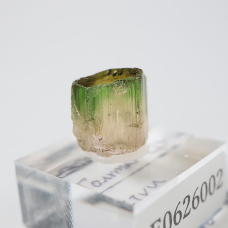 ���󥴻����ȥ�ޥ��