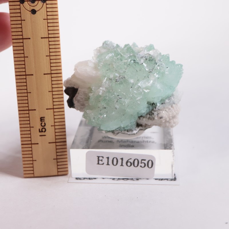 Wagholi�������ݥե��饤��