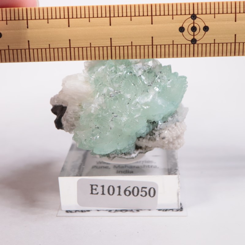 Wagholi�������ݥե��饤��