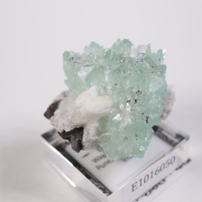 Wagholi�������ݥե��饤��