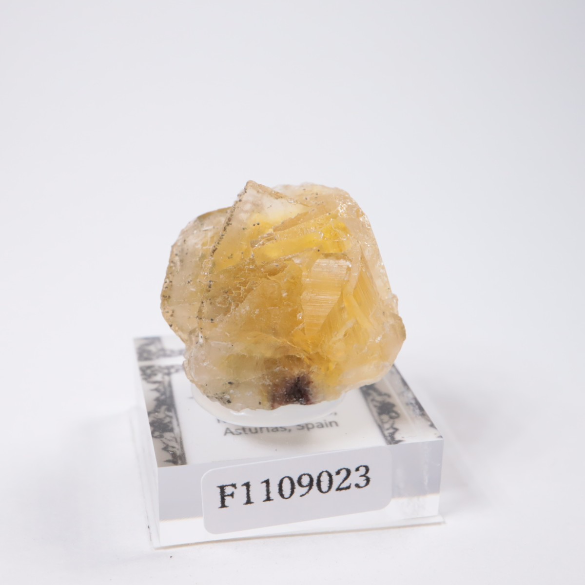 Moscona�ۻ� �ե����饤��