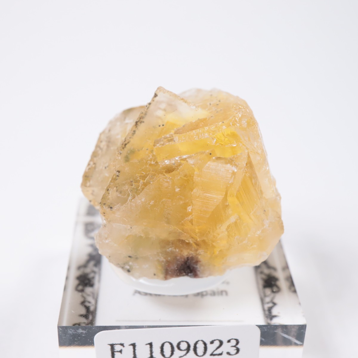 Moscona�ۻ� �ե����饤��