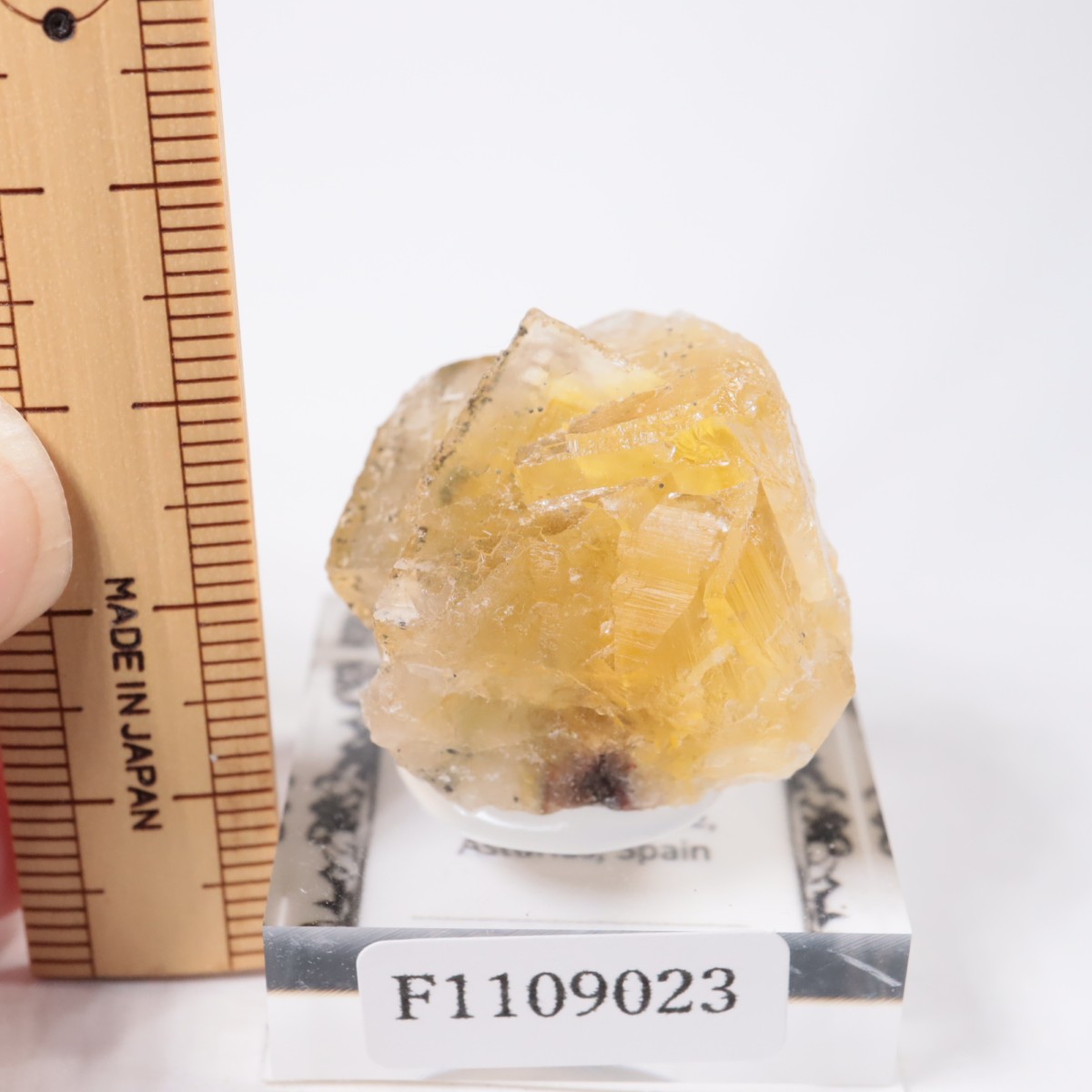 Moscona�ۻ� �ե����饤��