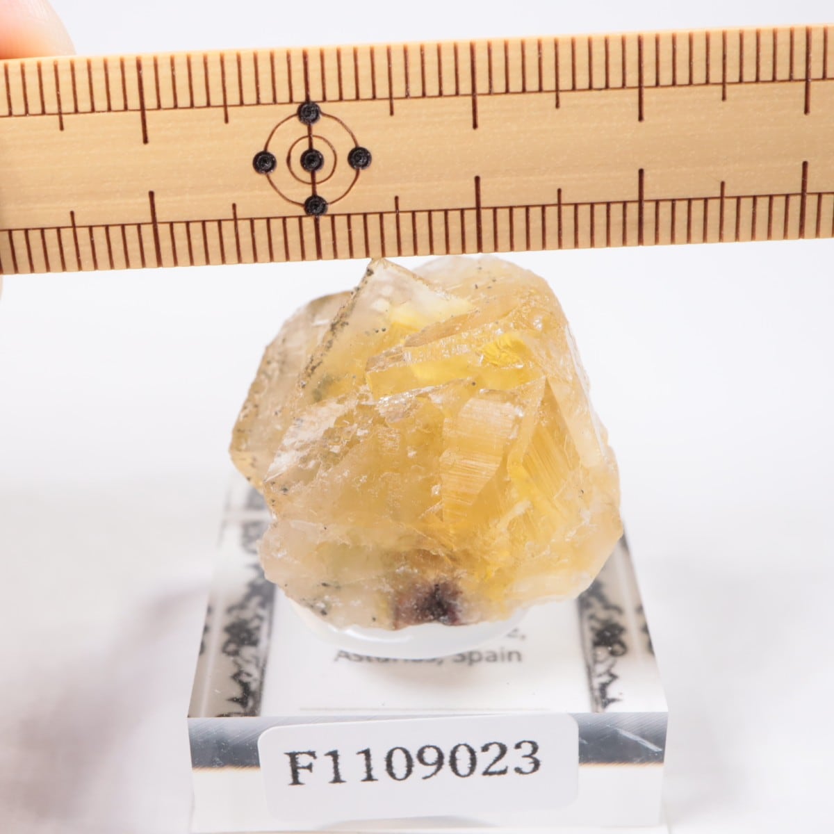 Moscona�ۻ� �ե����饤��