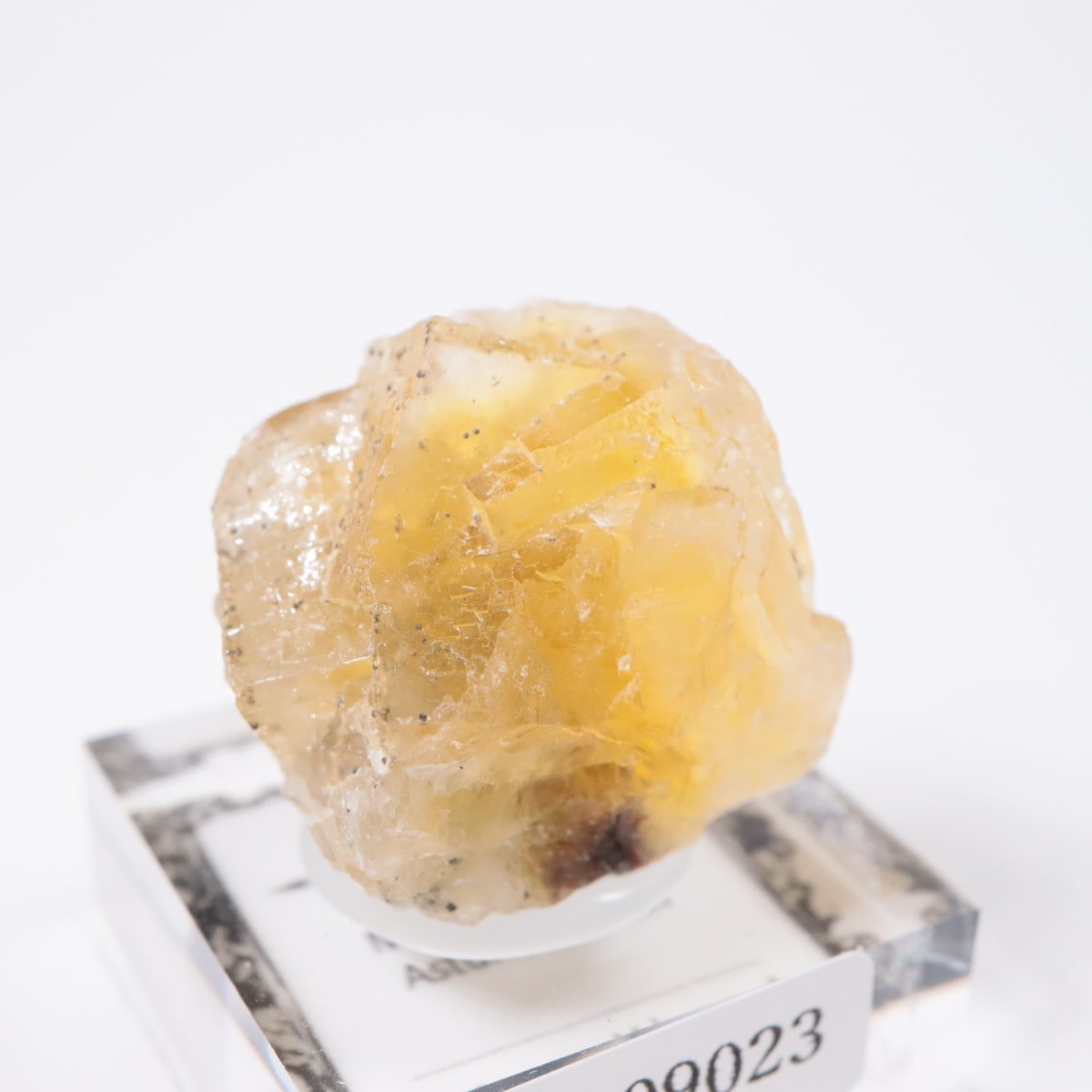 Moscona�ۻ� �ե����饤��