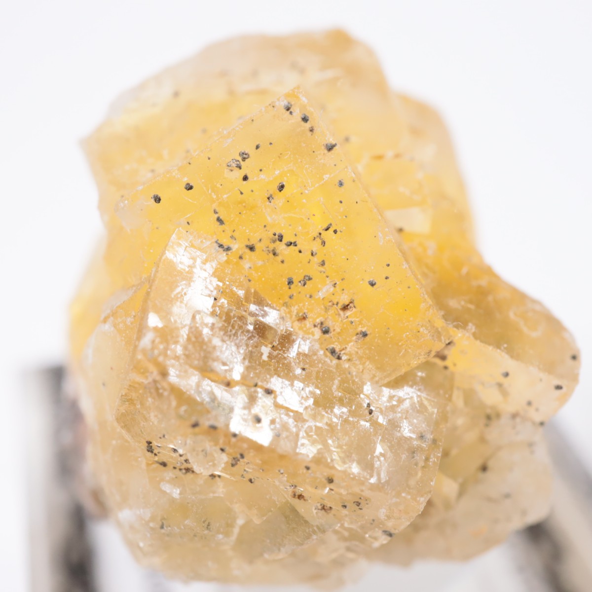 Moscona�ۻ� �ե����饤��