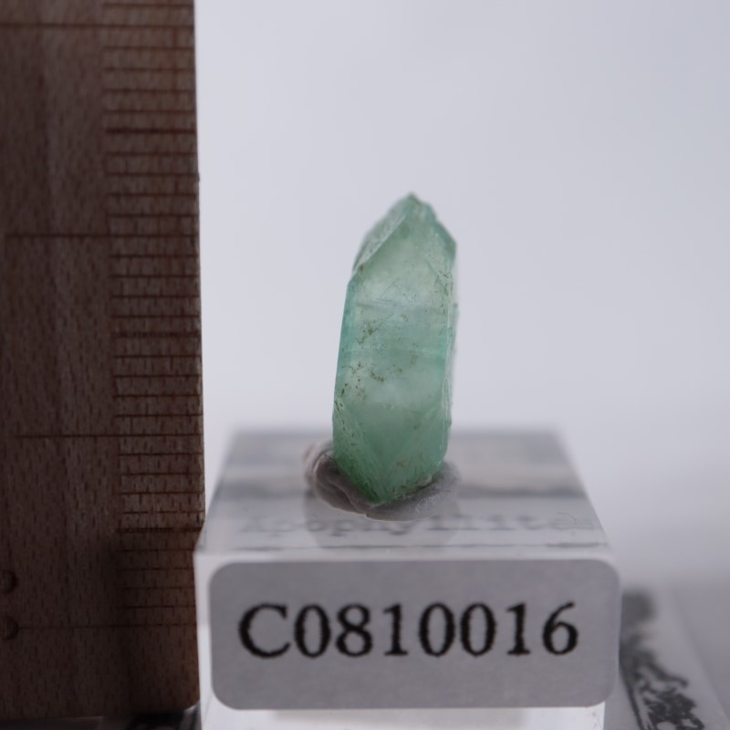 Wagholi�������ݥե��饤��