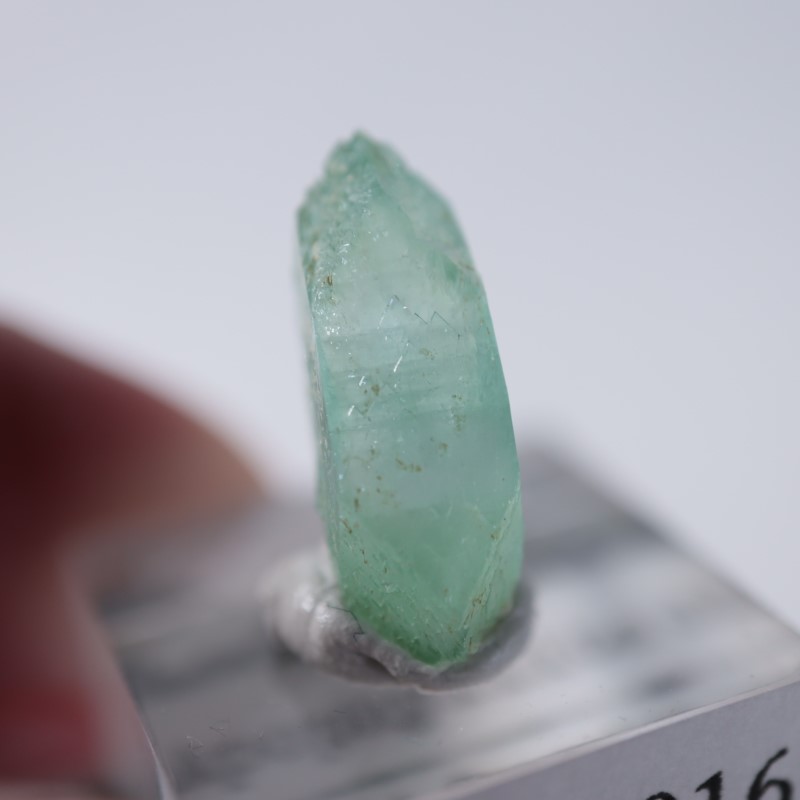 Wagholi�������ݥե��饤��