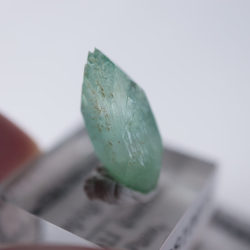 Wagholi�������ݥե��饤��