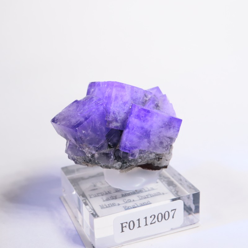 Purple Rain Pocket ե饤