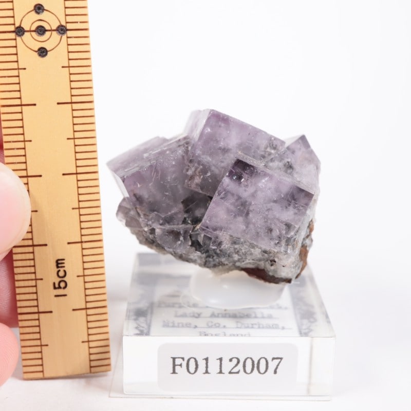 Purple Rain Pocket ե饤