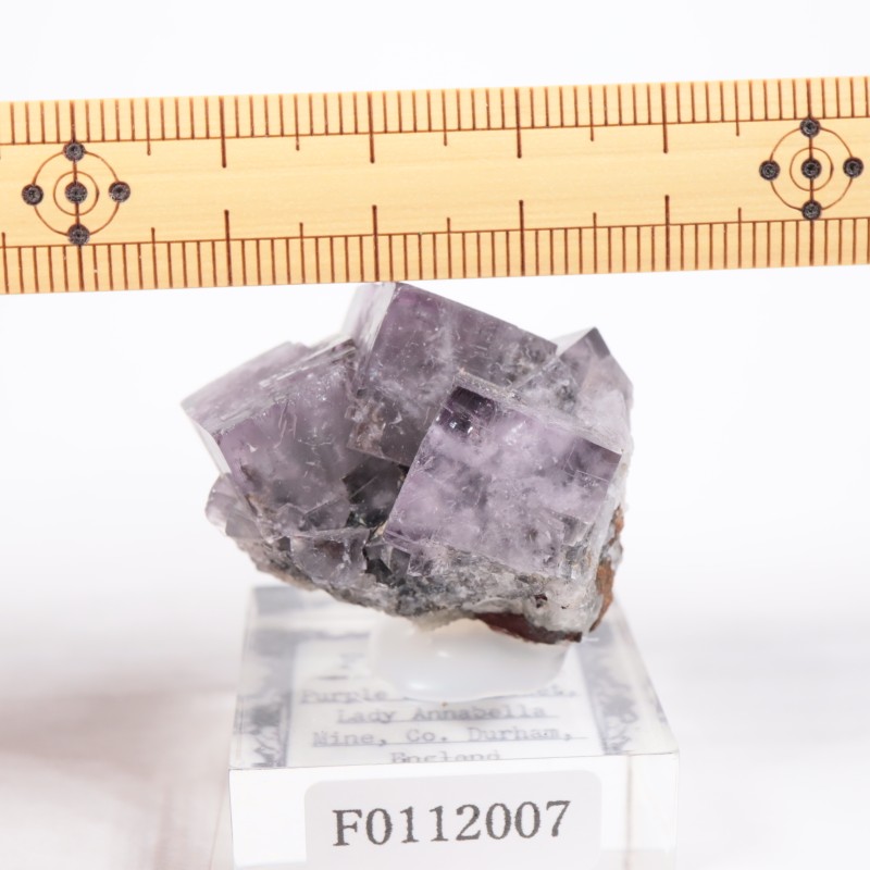 Purple Rain Pocket ե饤