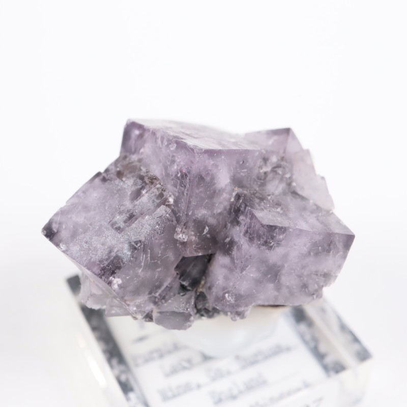 Purple Rain Pocket ե饤