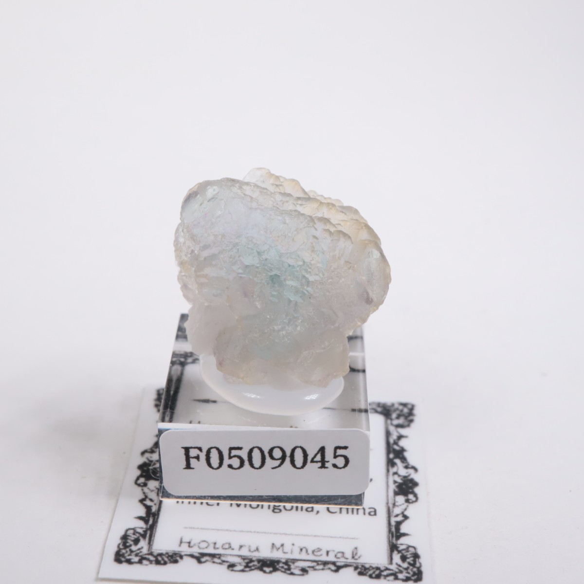 ���󥴥뻺 �ե����饤��