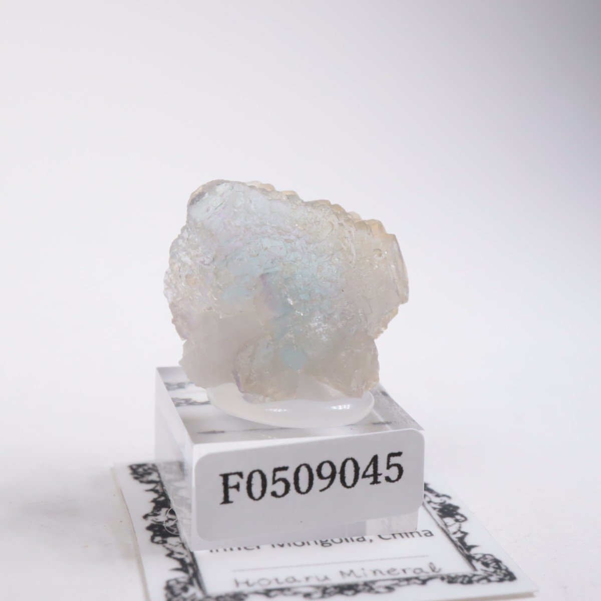 ���󥴥뻺 �ե����饤��