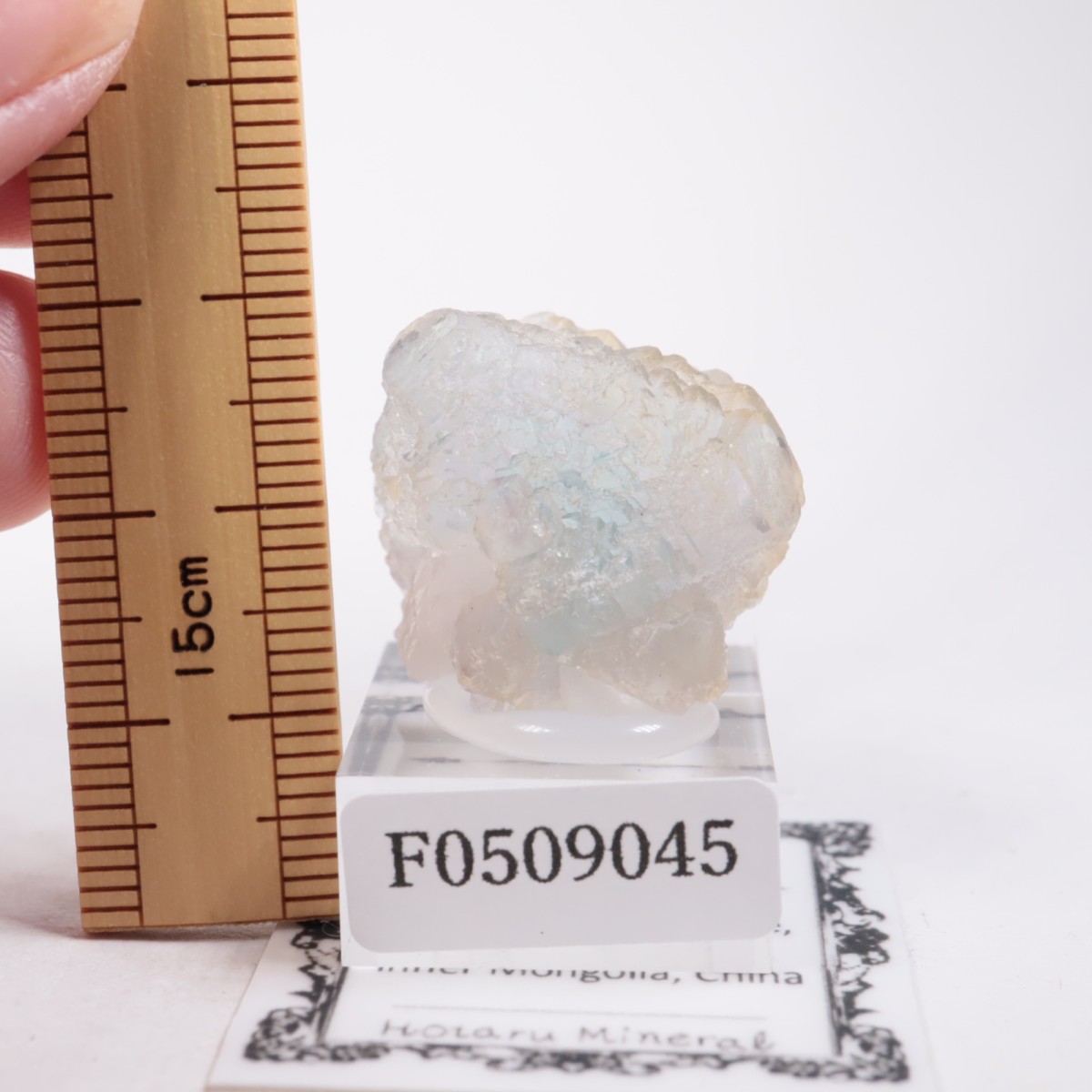 ���󥴥뻺 �ե����饤��