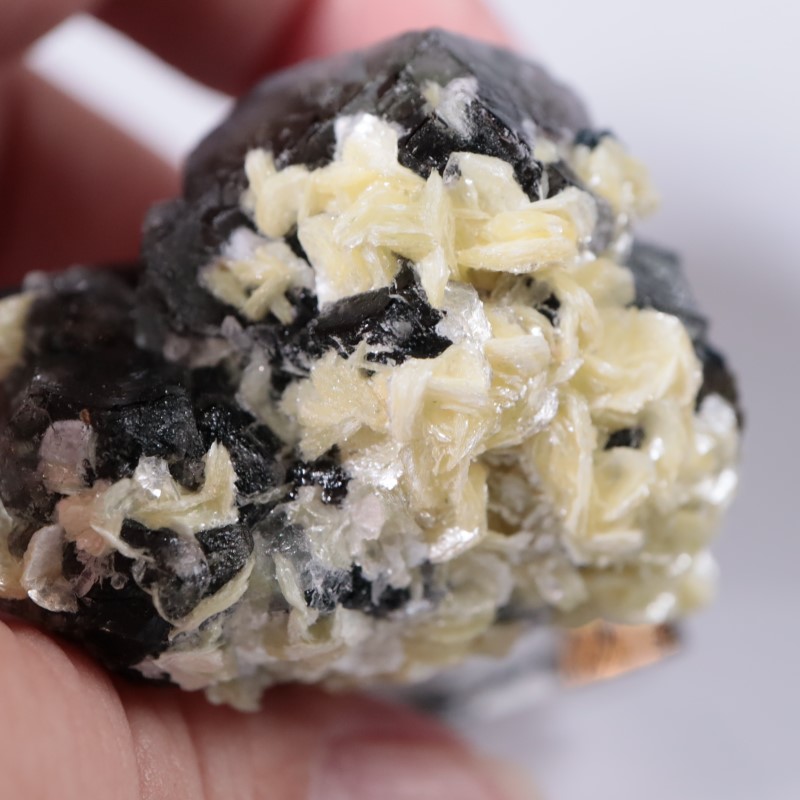 �����󥴹ۻ����ե����饤��