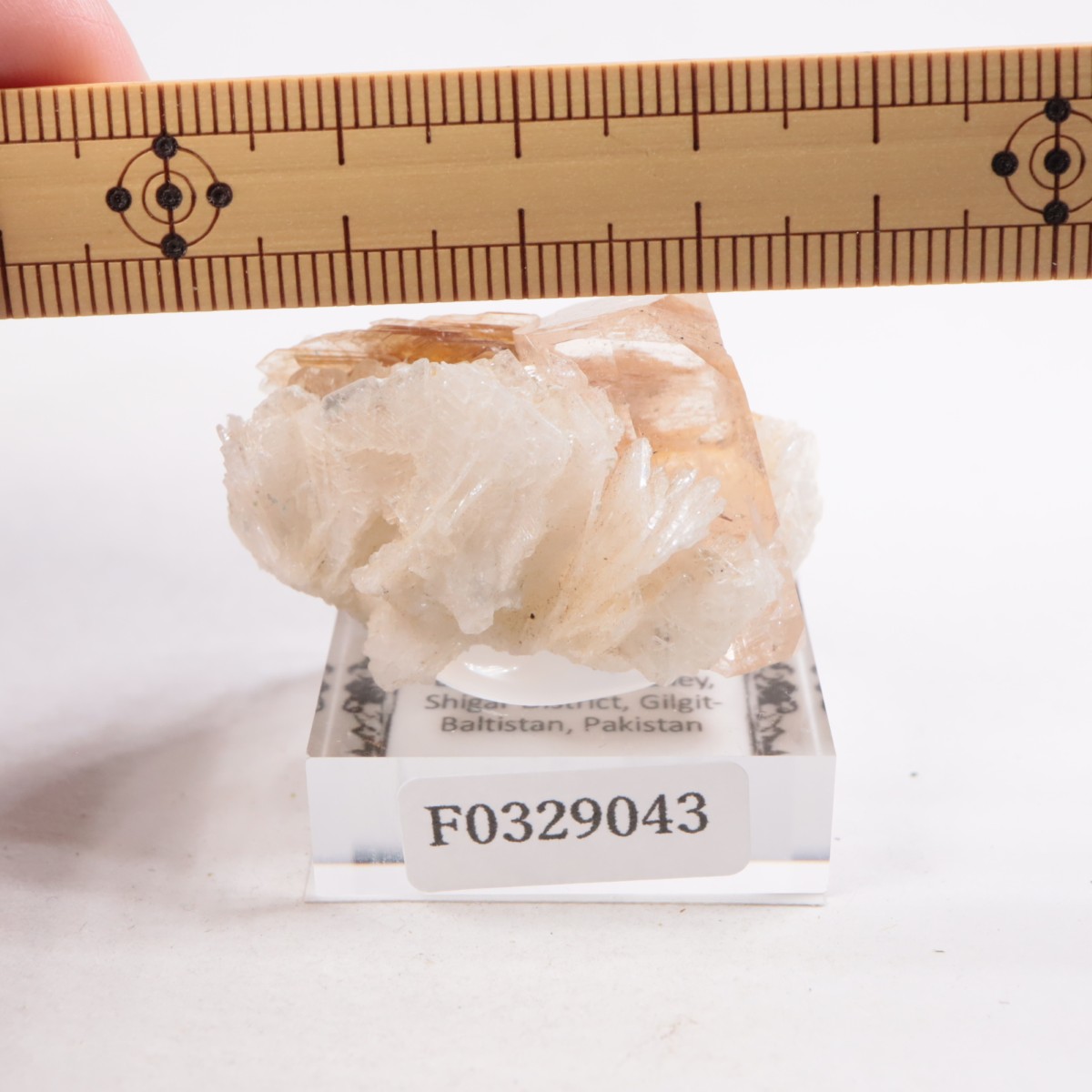 �ѥ������� �ȥѡ����������