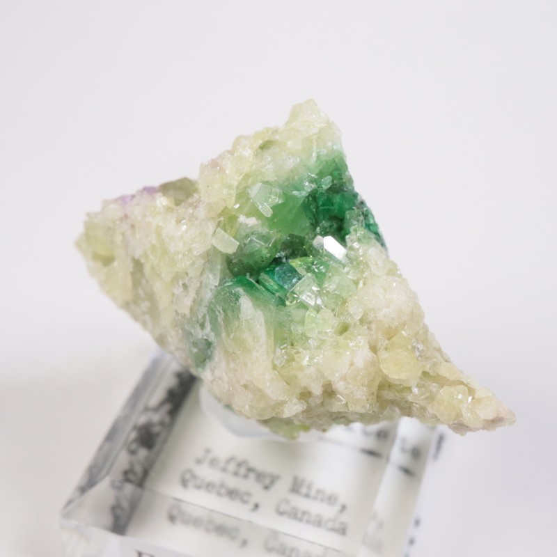 �����ե꡼�ۻ��� �٥��ӥ��ʥ���