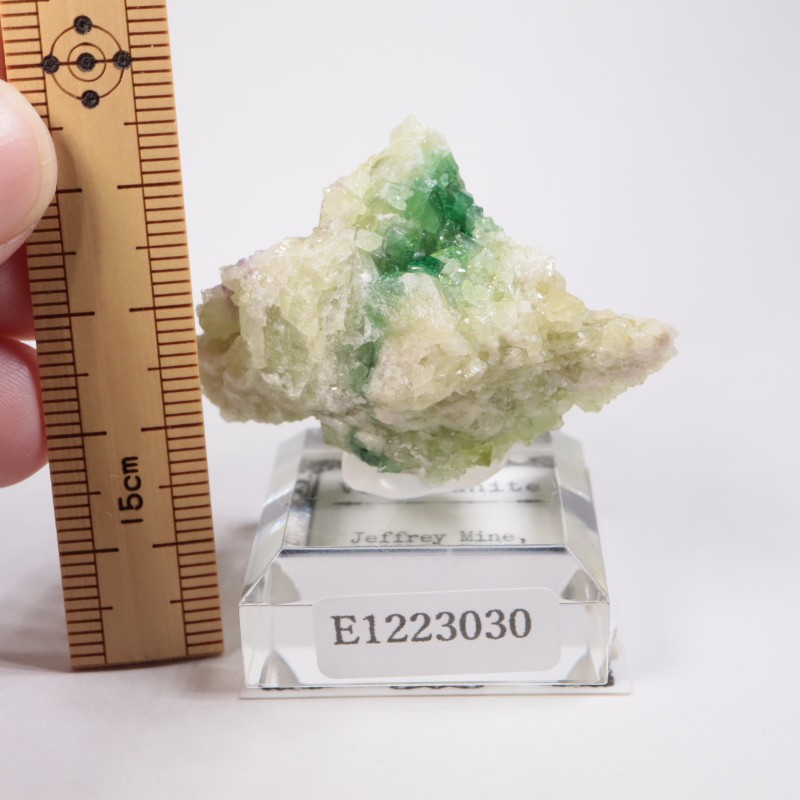 �����ե꡼�ۻ��� �٥��ӥ��ʥ���