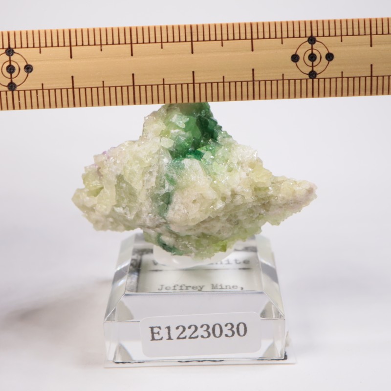 �����ե꡼�ۻ��� �٥��ӥ��ʥ���