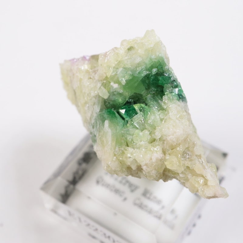 �����ե꡼�ۻ��� �٥��ӥ��ʥ���