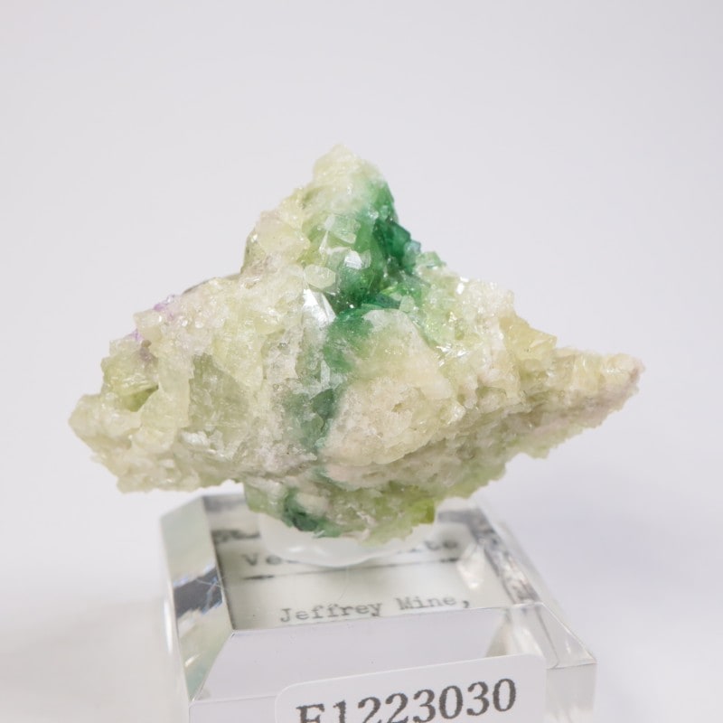 �����ե꡼�ۻ��� �٥��ӥ��ʥ���