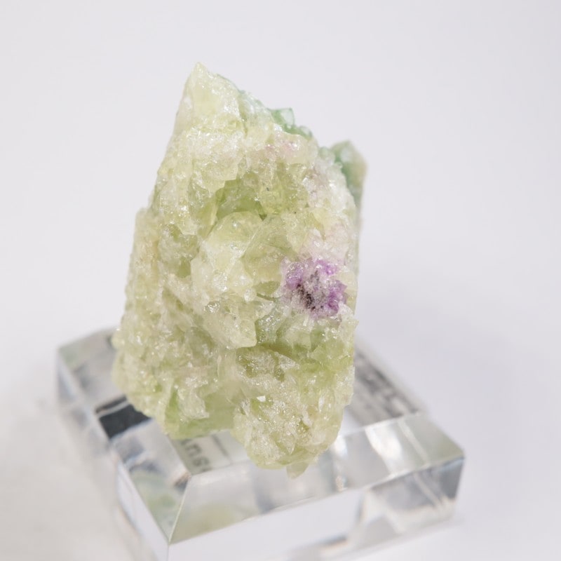 �����ե꡼�ۻ��� �٥��ӥ��ʥ���