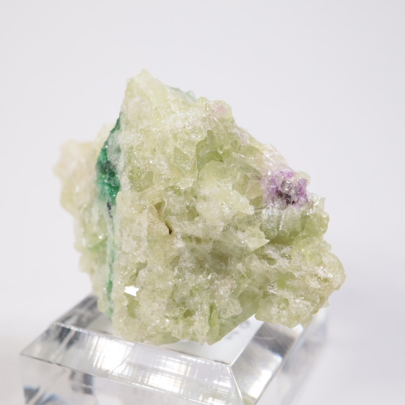 �����ե꡼�ۻ��� �٥��ӥ��ʥ���