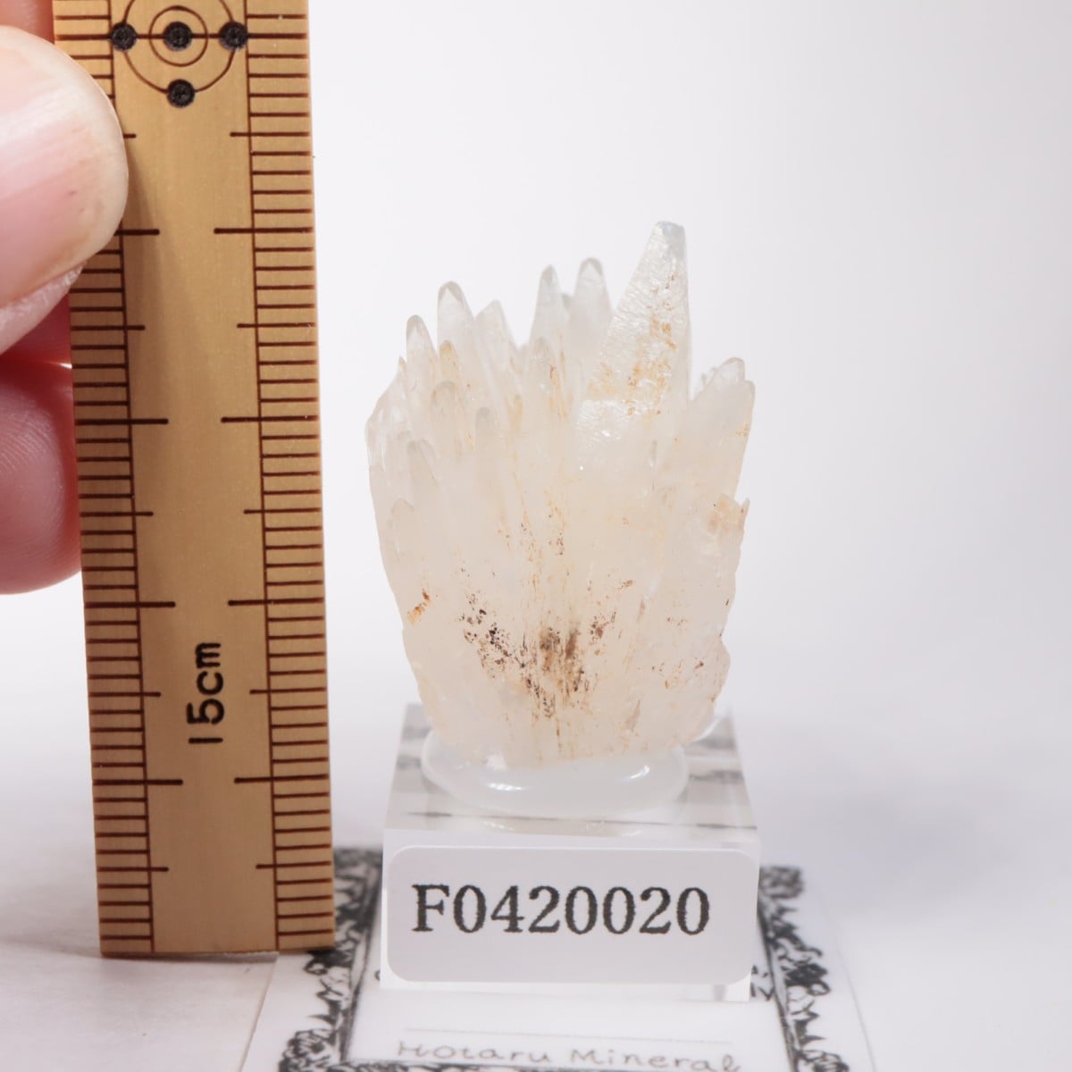 �����ꥢ�� ���쥹�ƥ���