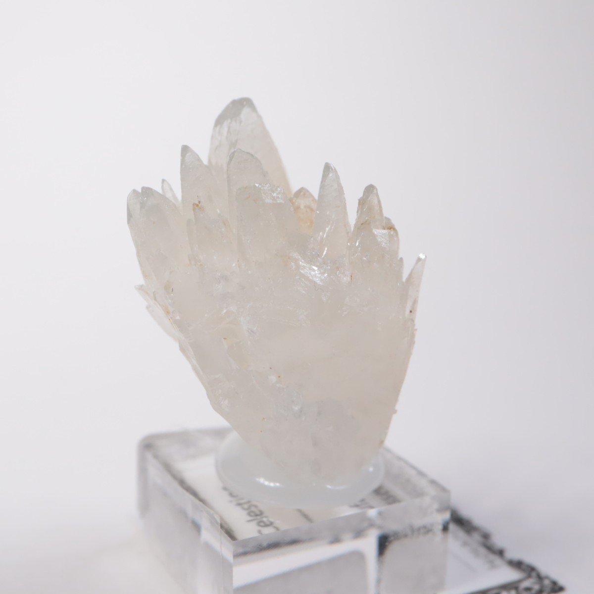 �����ꥢ�� ���쥹�ƥ���