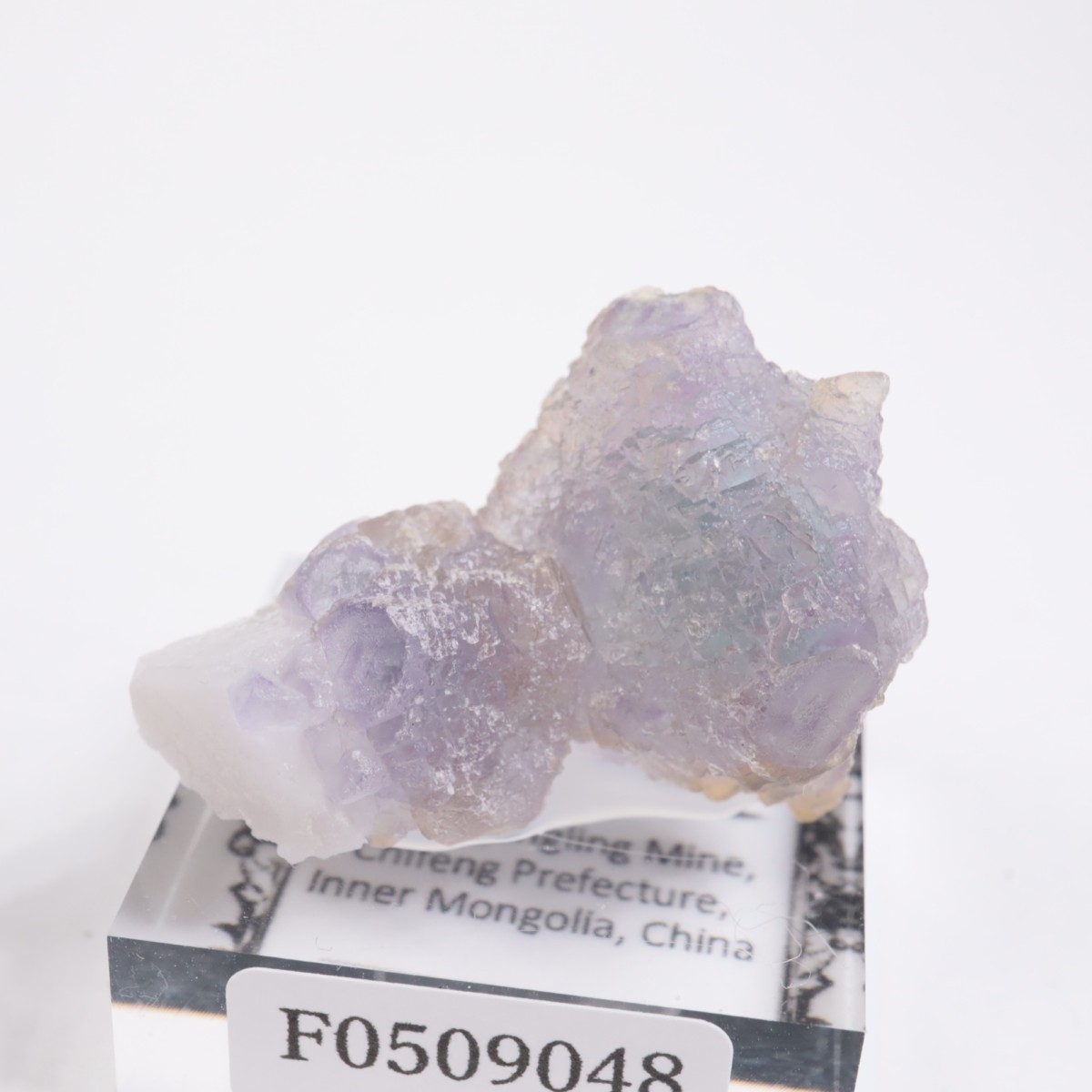 ���󥴥뻺 �ե����饤��