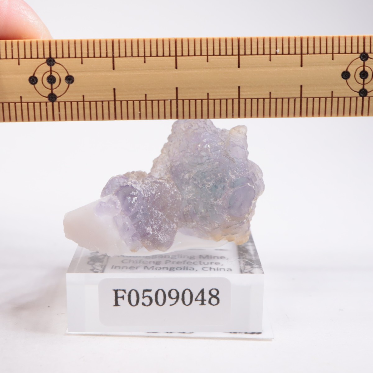 ���󥴥뻺 �ե����饤��