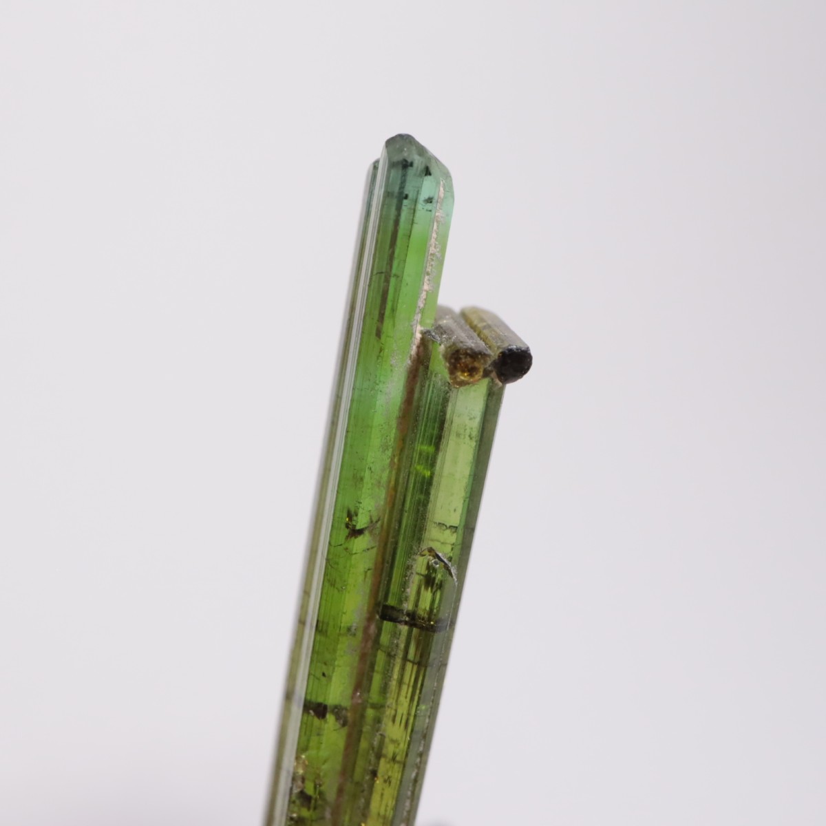 Coronel Murta�� �ȥ�ޥ��