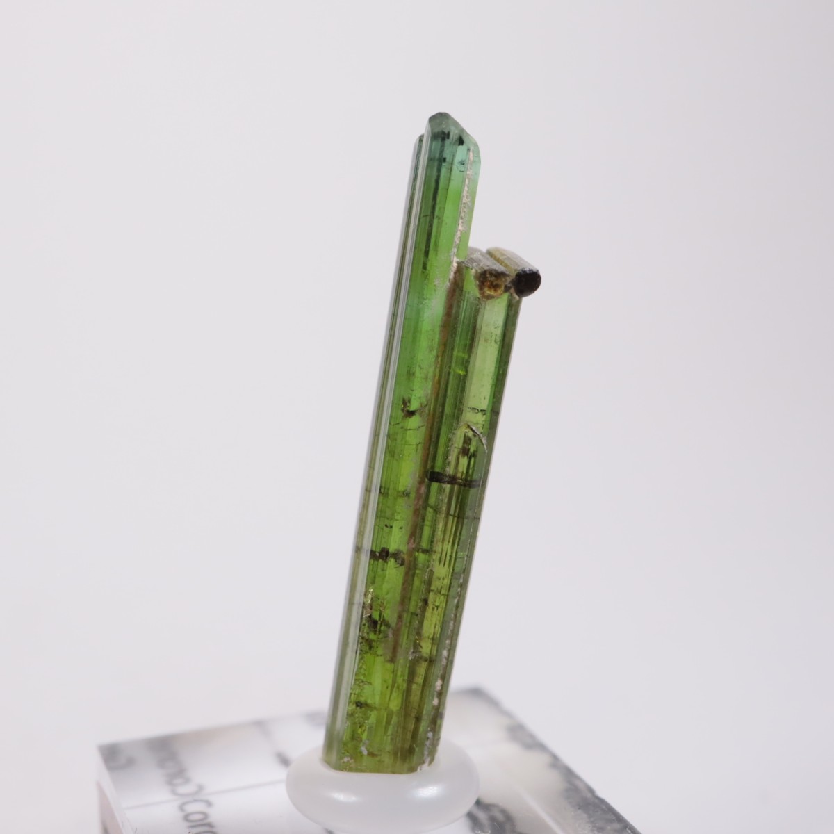 Coronel Murta�� �ȥ�ޥ��