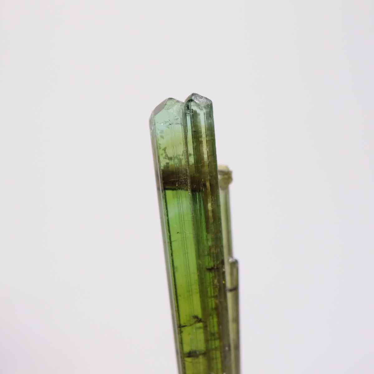 Coronel Murta�� �ȥ�ޥ��