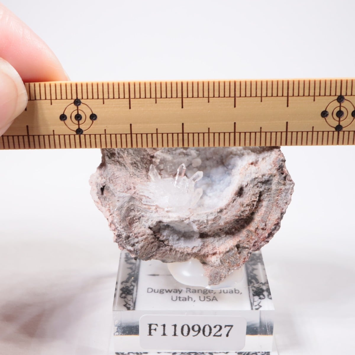 �楿�� ��������