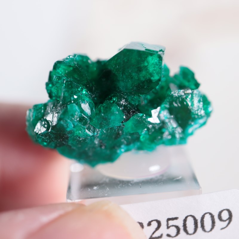 コンゴ産 ダイオプテーズ | 鉱物標本,タ行,ダイオプテーズ/翠銅鉱