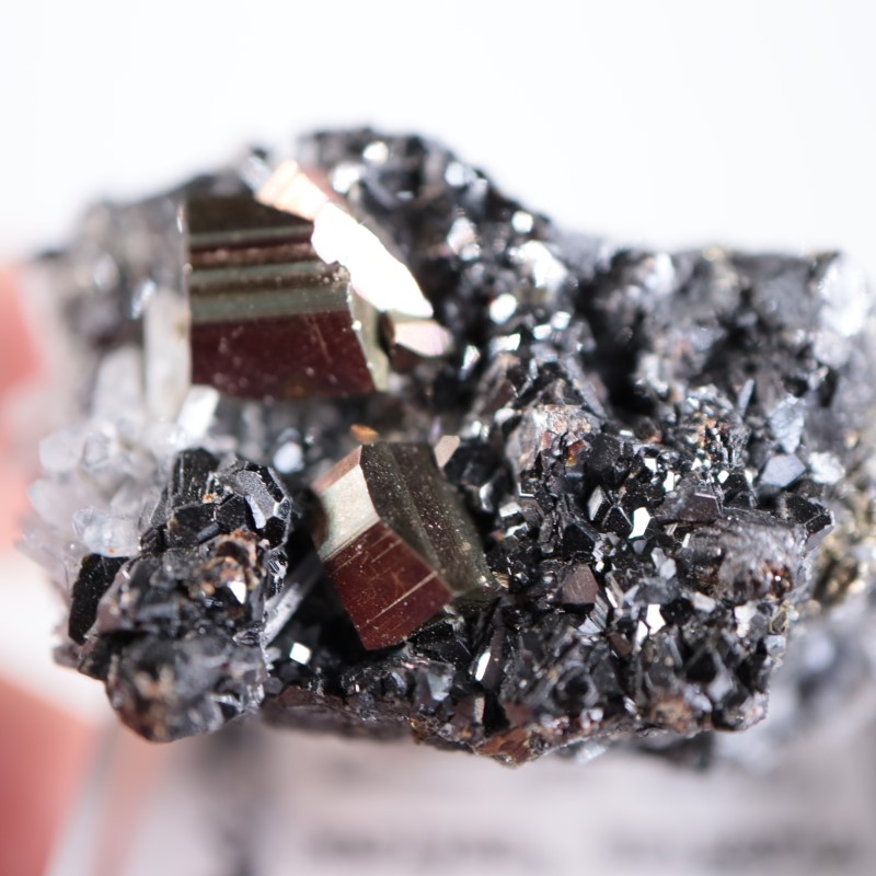 �֥륬�ꥢ�����ѥ��饤�ȡ��徽