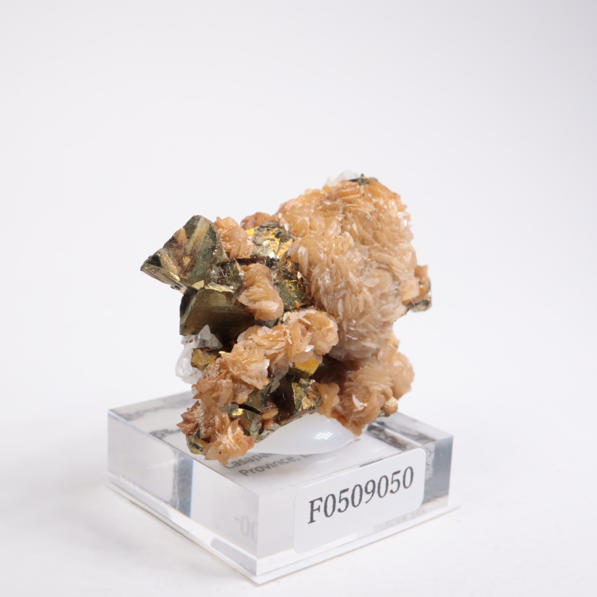 �ڥ롼�� ���ǥ饤�ȡ�����륳�ѥ��饤��