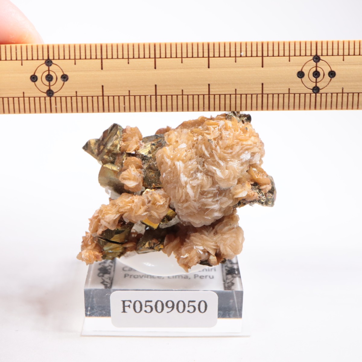 �ڥ롼�� ���ǥ饤�ȡ�����륳�ѥ��饤��