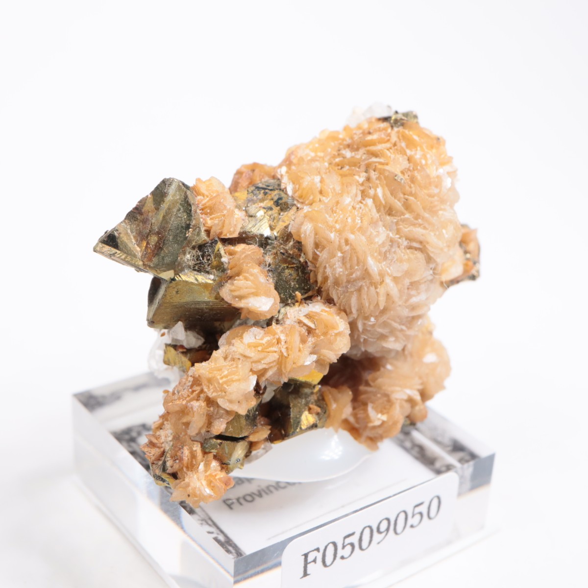 �ڥ롼�� ���ǥ饤�ȡ�����륳�ѥ��饤��