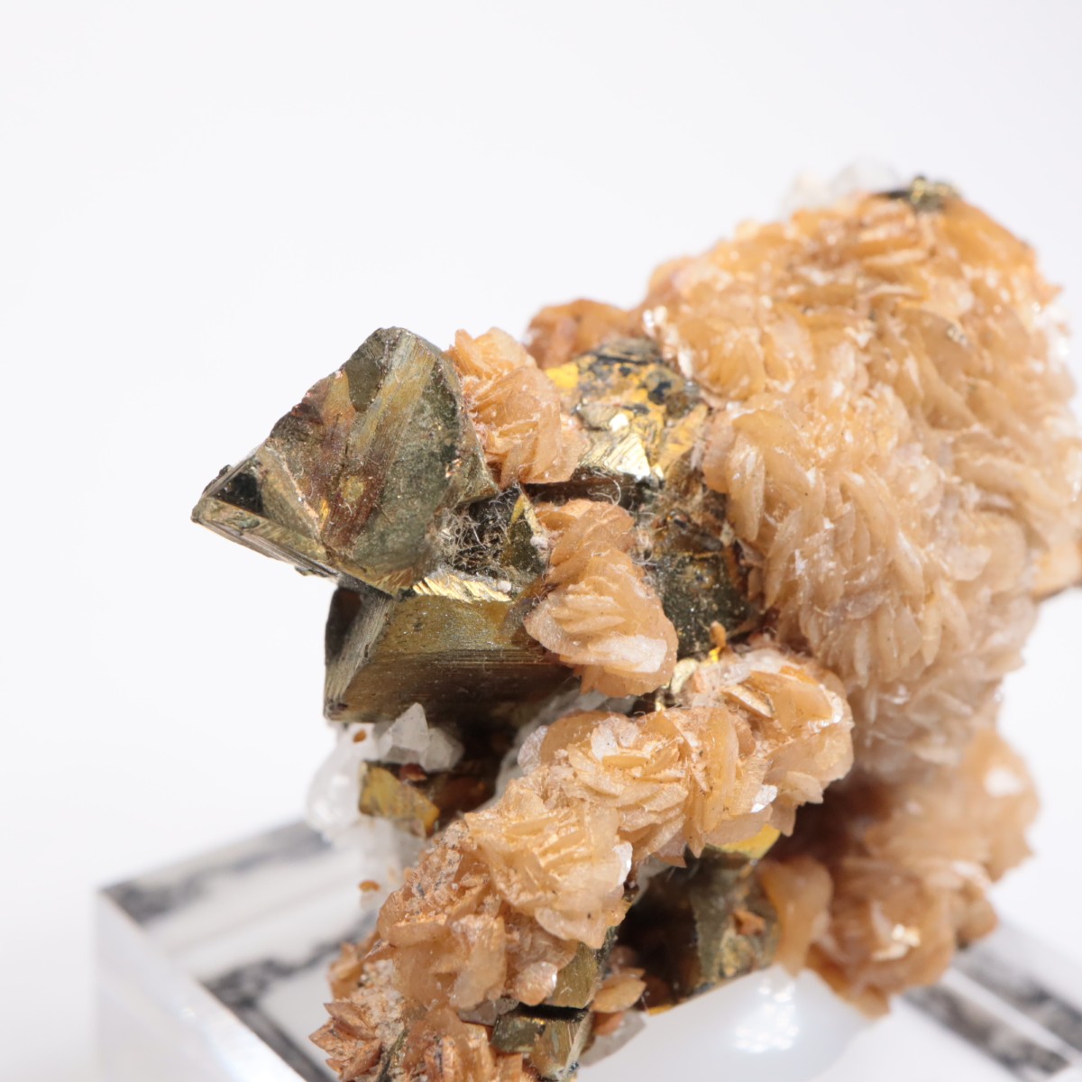 �ڥ롼�� ���ǥ饤�ȡ�����륳�ѥ��饤��