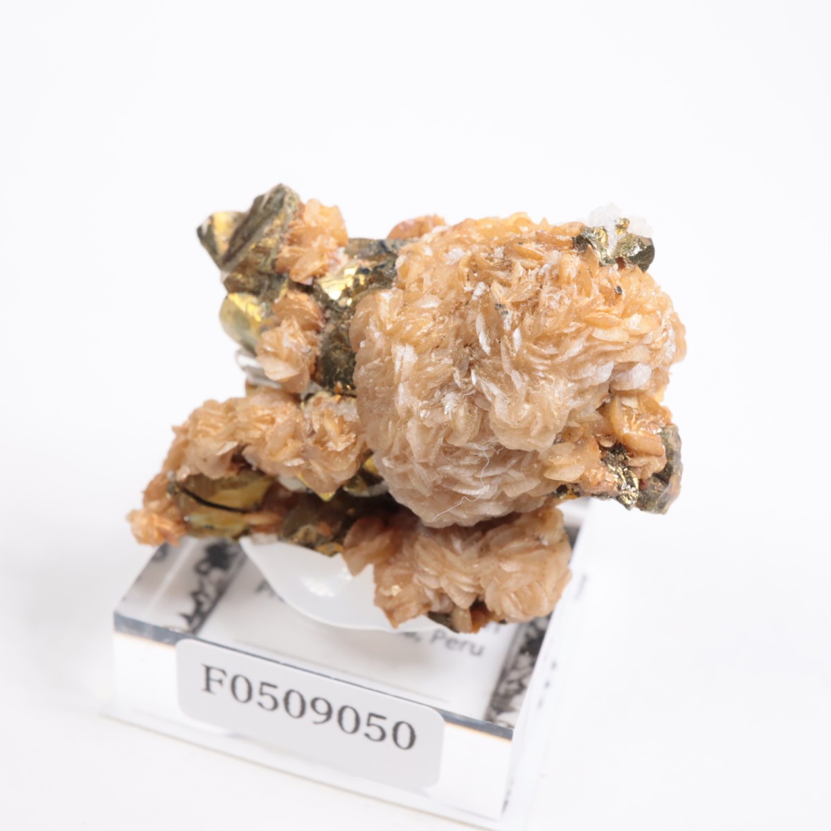 �ڥ롼�� ���ǥ饤�ȡ�����륳�ѥ��饤��