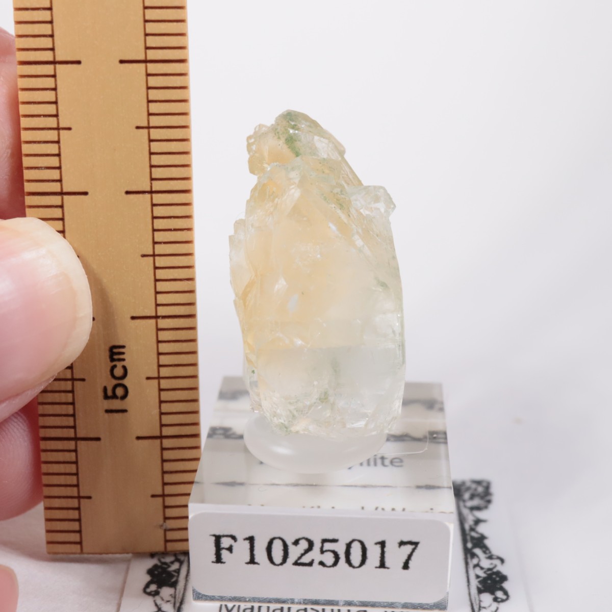 ����ɻ� ���ݥե��饤��