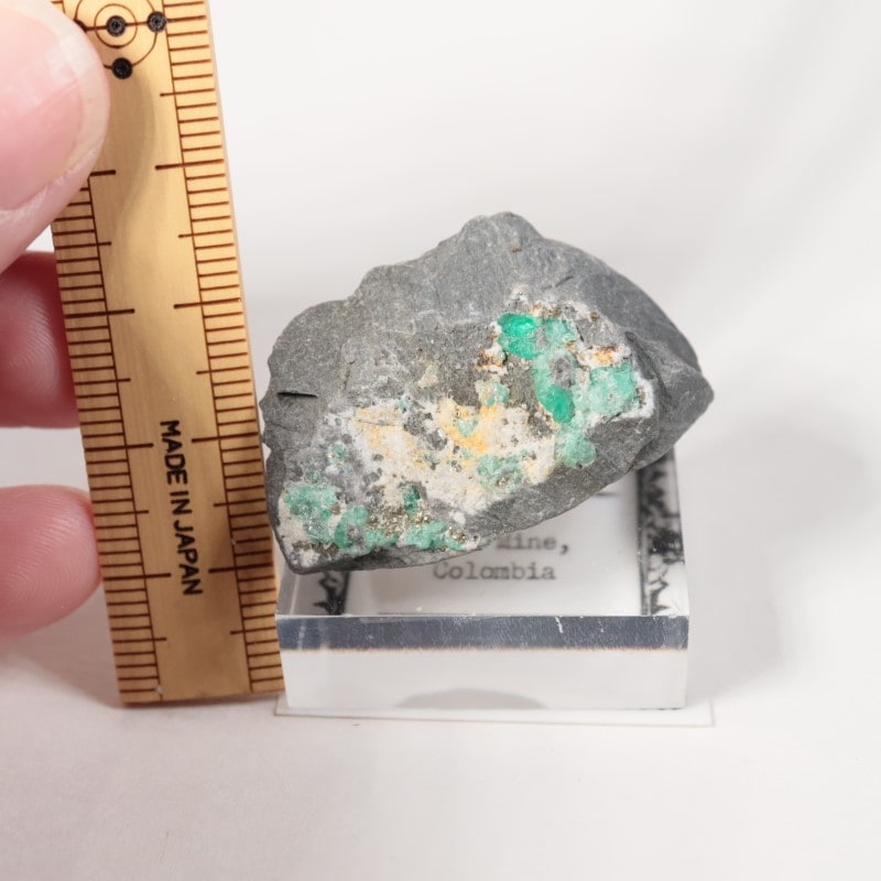 ������ӥ������������