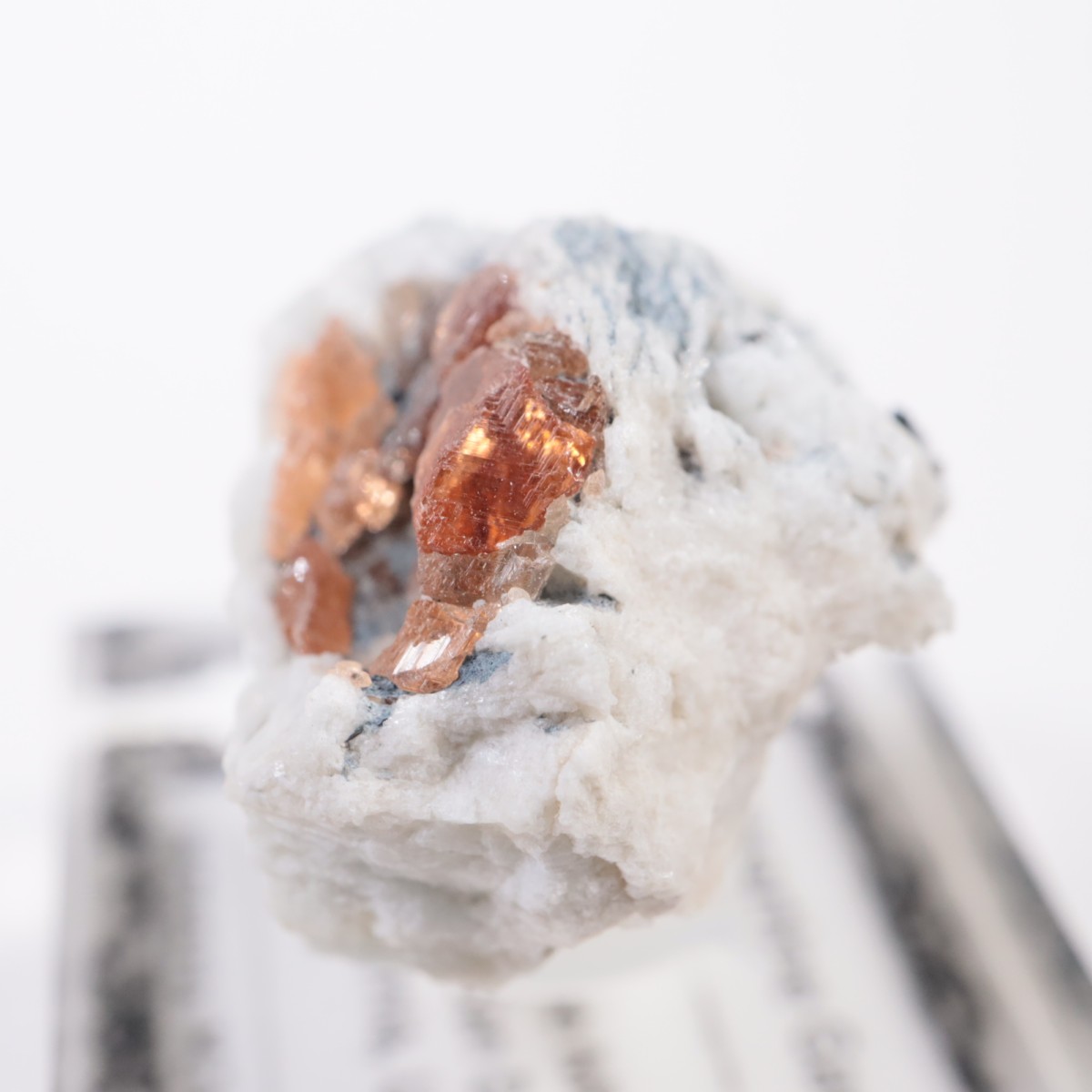 Little Three�ۻ� ���ڥ���ƥ��󥬡��ͥå�