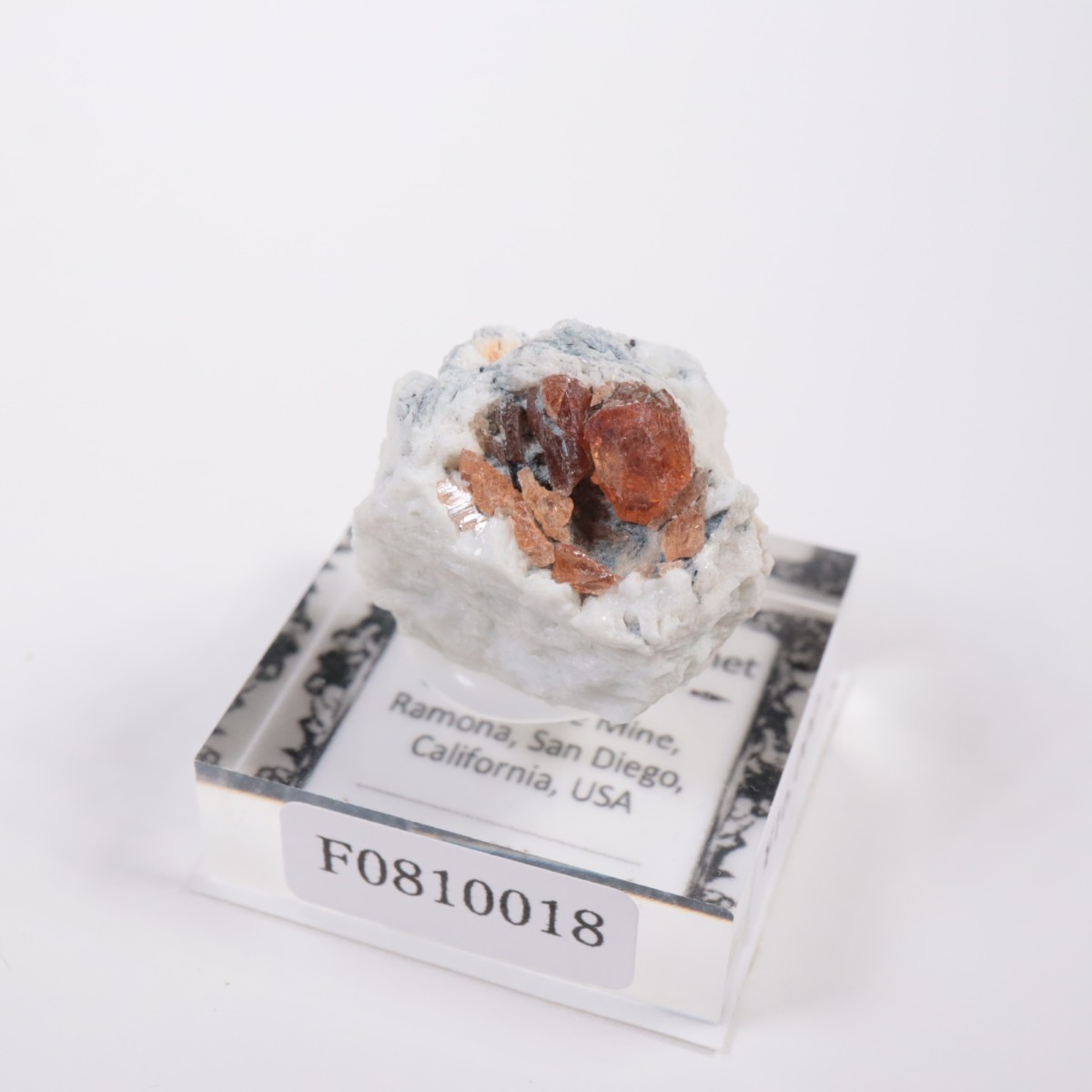 Little Three�ۻ� ���ڥ���ƥ��󥬡��ͥå�